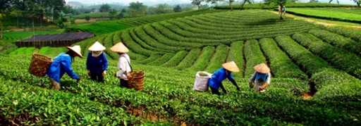 Tour Mù Cang Chải - Tú Lệ - Khau Phạ 3 ngày 2 đêm (5)