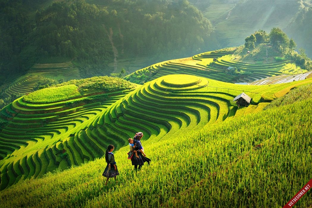 Du lịch Mù Cang Chải - Suối Giàng - Tú Lệ 3 ngày 2 đêm giá rẻ